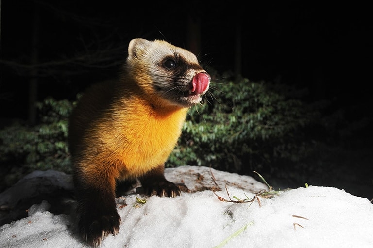 A Japanese marten in snow