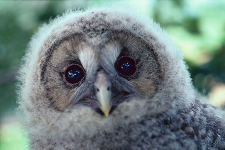 A young owl