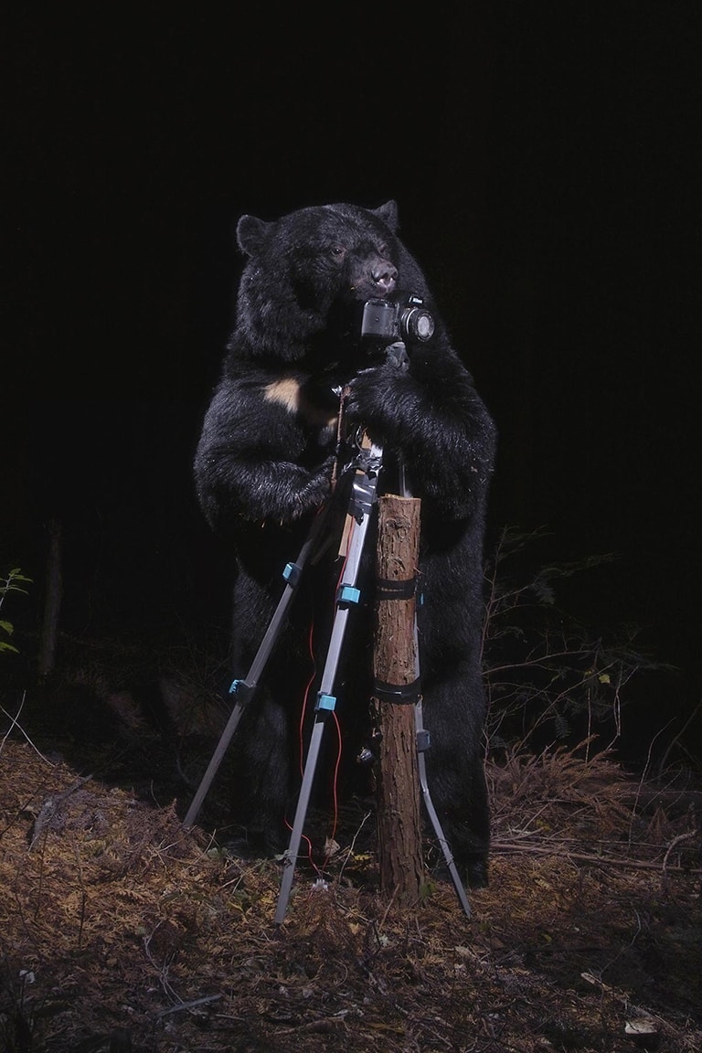 A black bear at night investigates a camera on a tripod