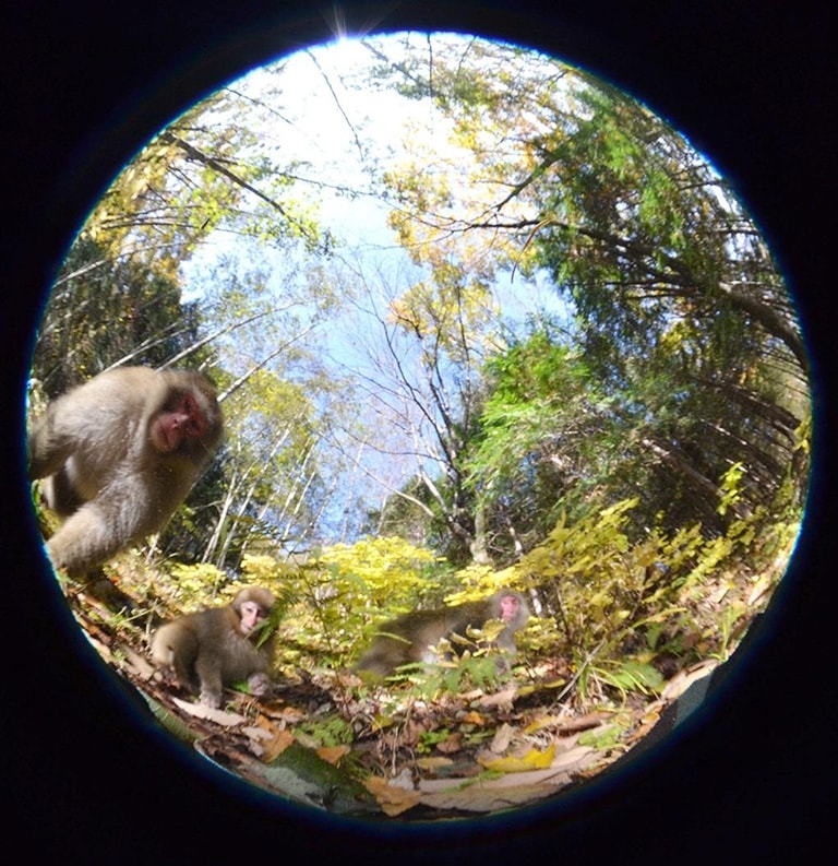 A fisheye lens view of monkeys in a forest