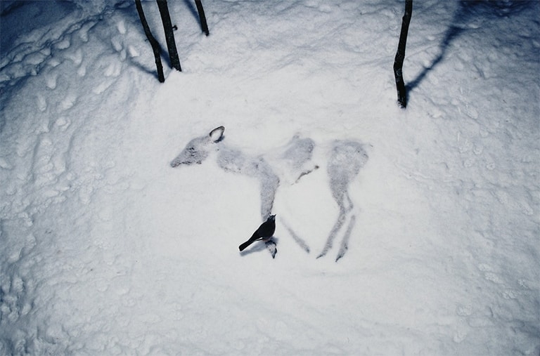 A dead deer laying in the snow, with a black bird