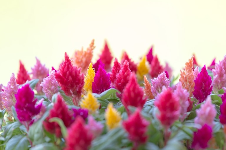 Close-up of a bundle of kaito flowers