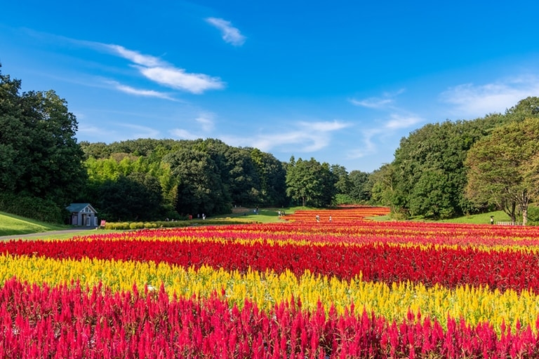 Sunny day over a cultivated field of kaito flowers