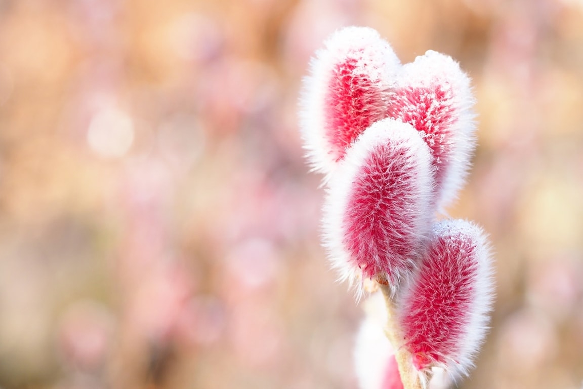 Close up of pink pussy willow blossoms