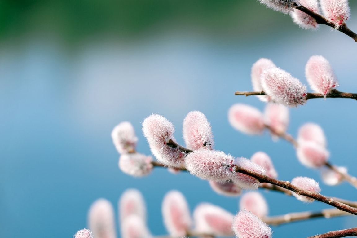 Branch of pink pussy willow blossoms against a blue background