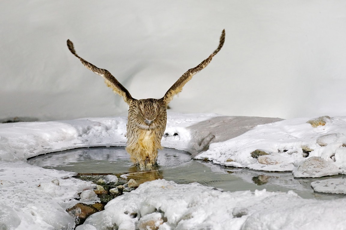 An owl dives into a frozen river to catch a fish