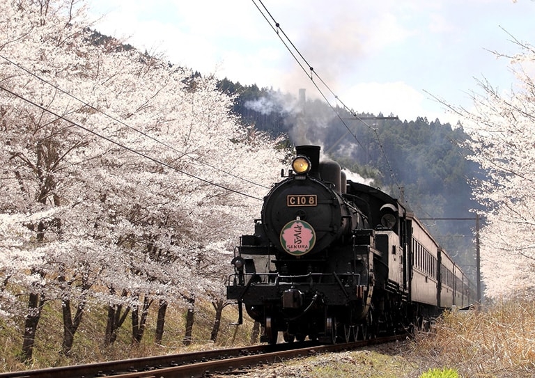 Steam train in the countryside with pink cherry blossoms lining the tracks