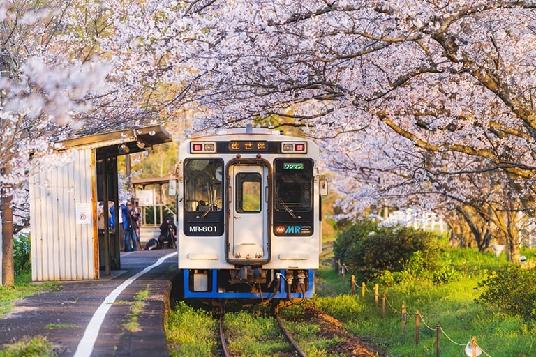 Local train in the countryside under pink cherry blossoms