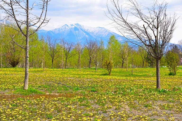 Forest clearing filled with blooming flowers