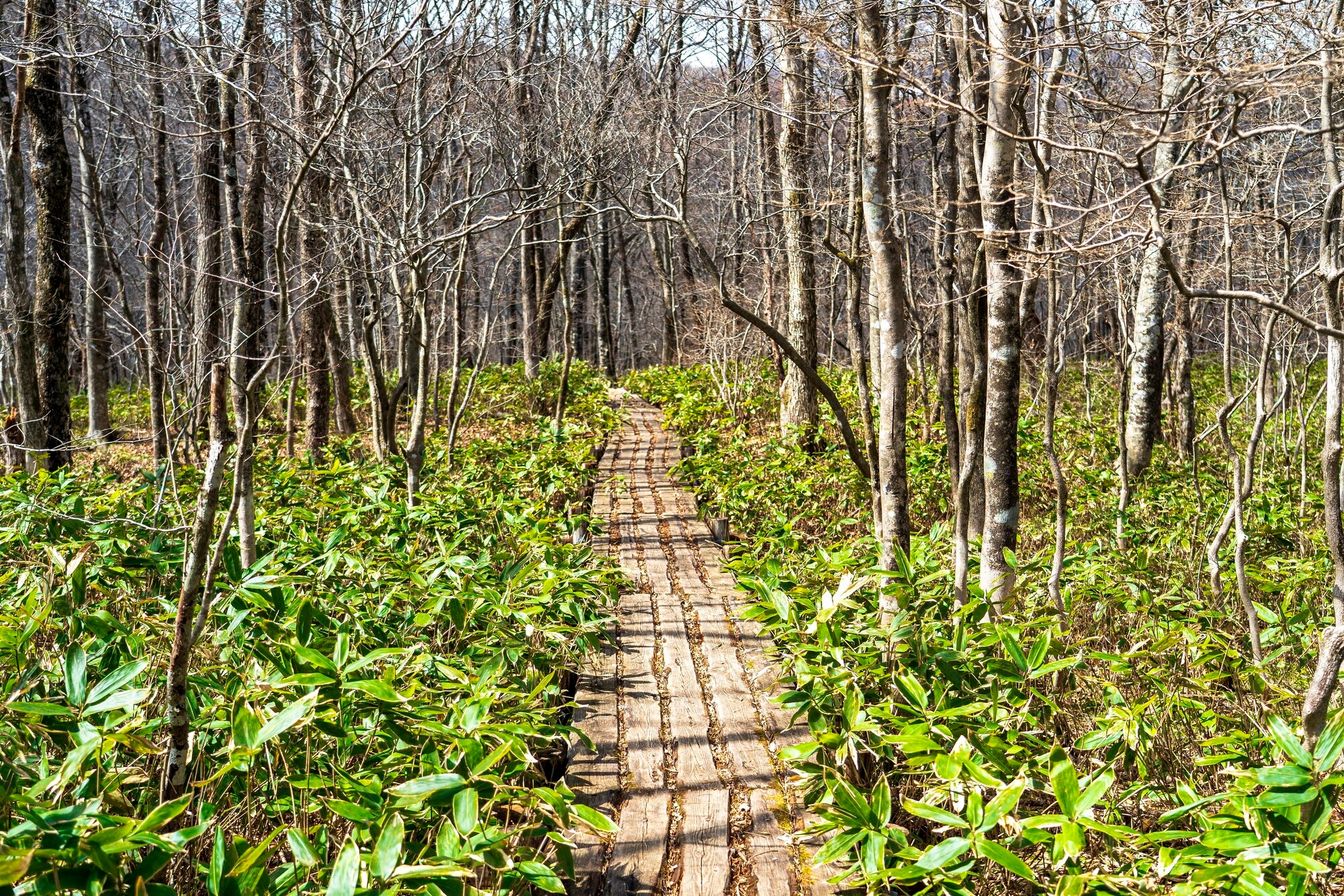 A plank forest trail in Miyagi Prefecture