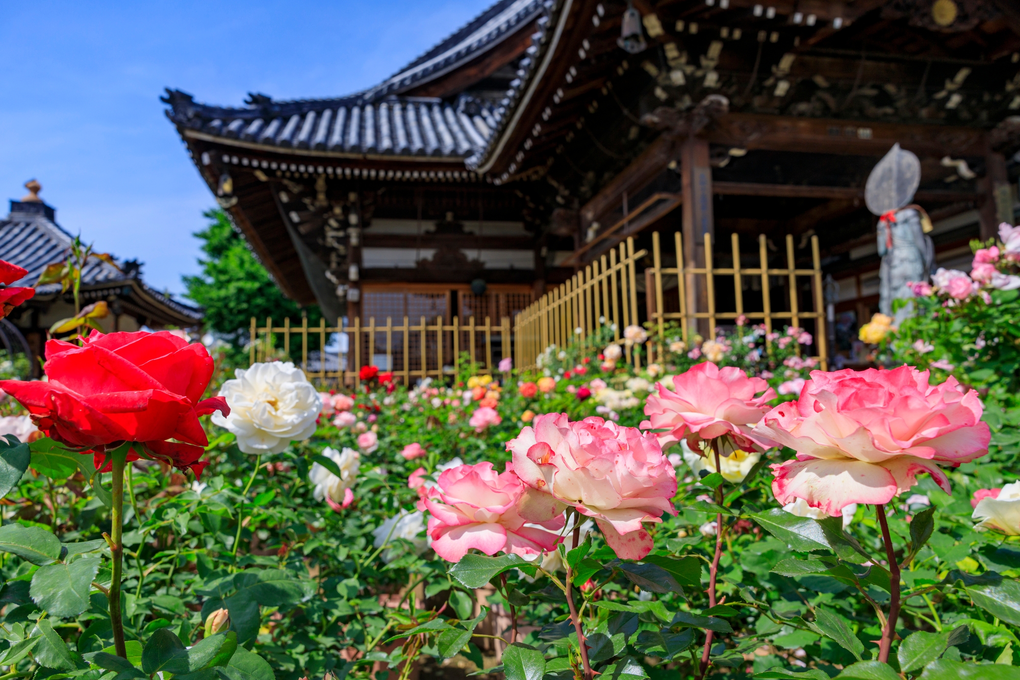 Japan in Photos – Rose Garden | Japan Up Close