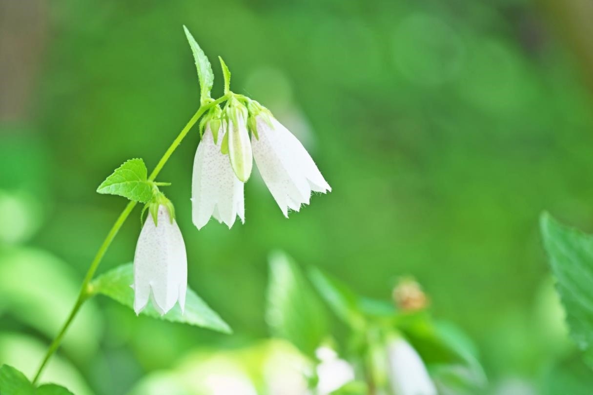 A white variety of hotarubukuro blossoms