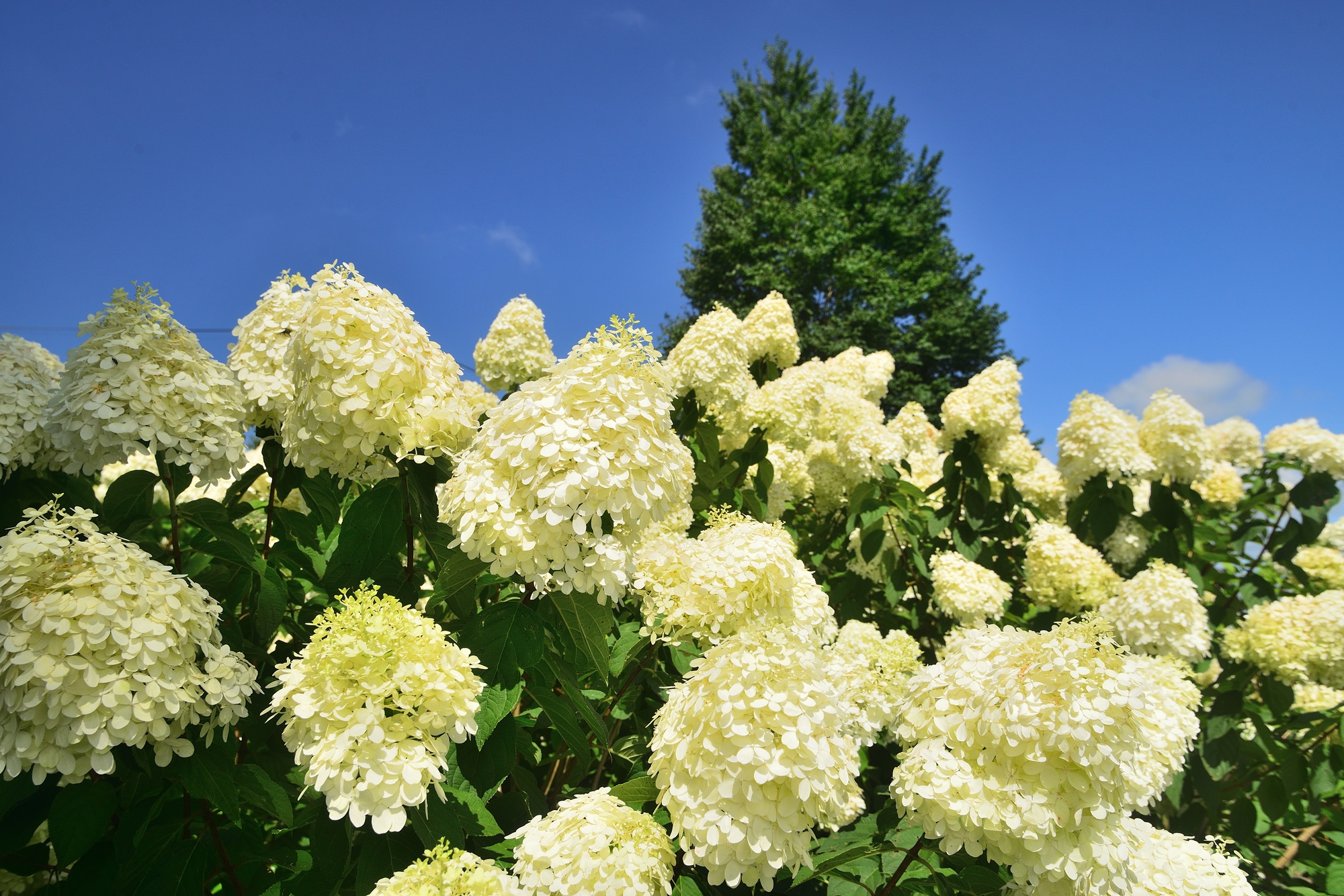 A bush of minatsuki flowers