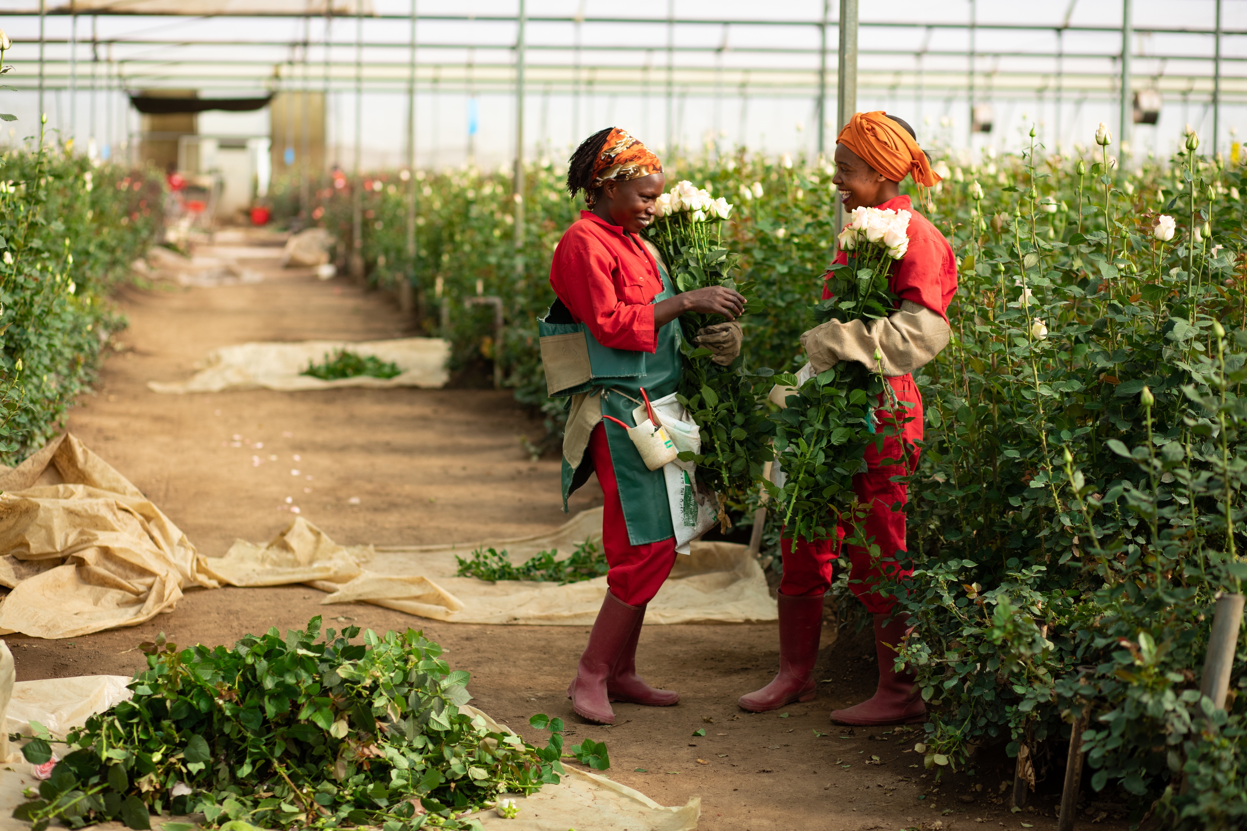 Two women working in a rose farm in Kenya