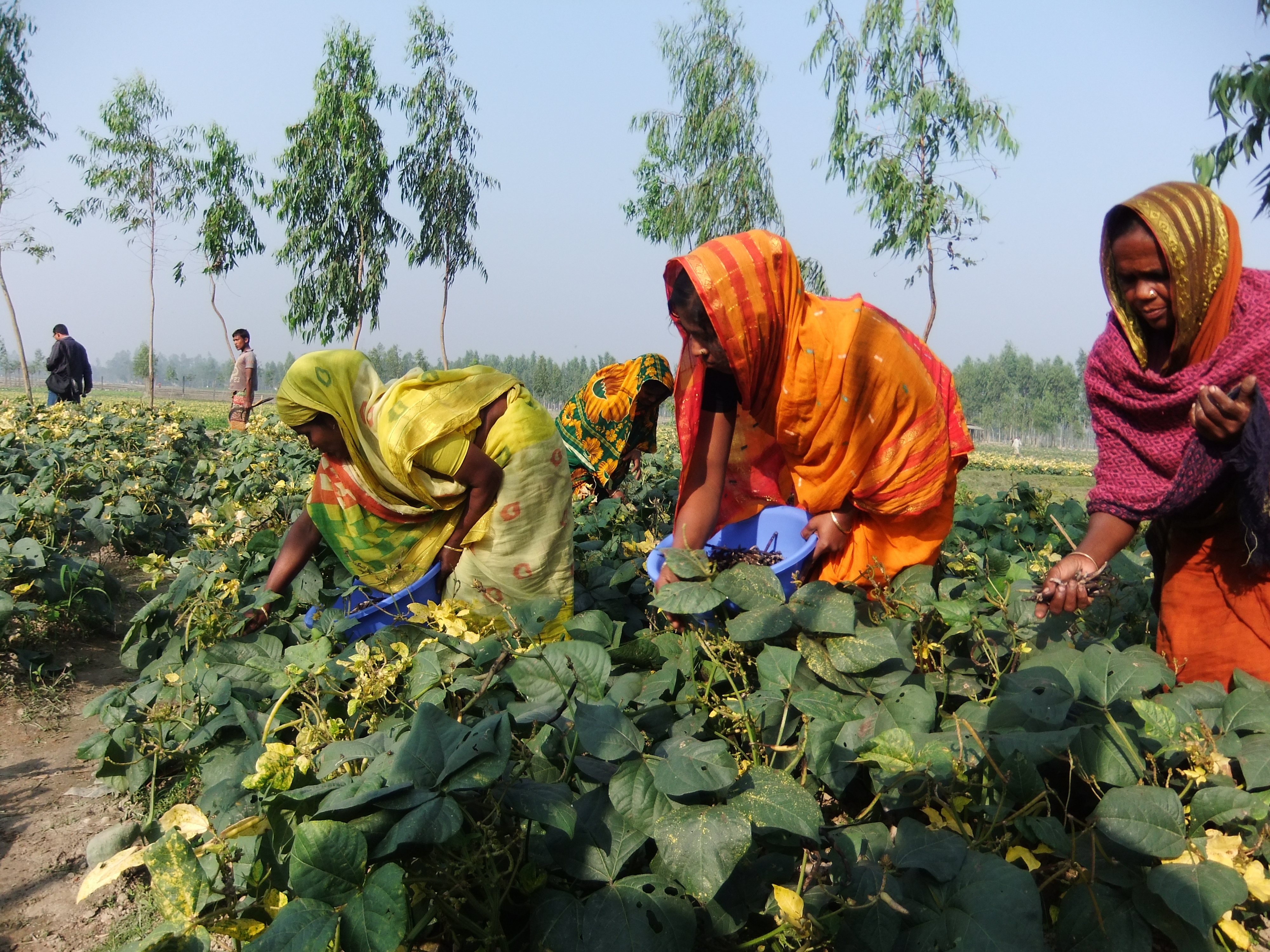 Farmers in Bangladesh growing mung beans