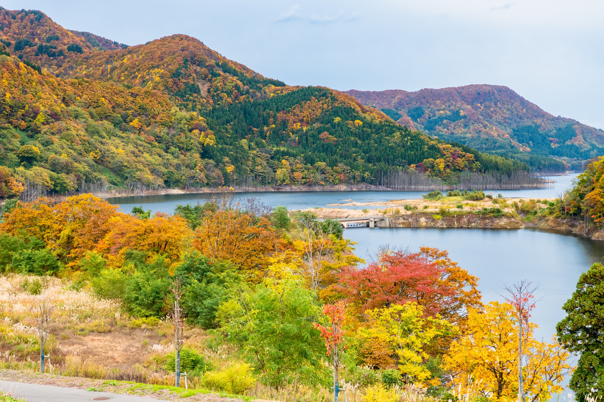 The Shirakami beech forest