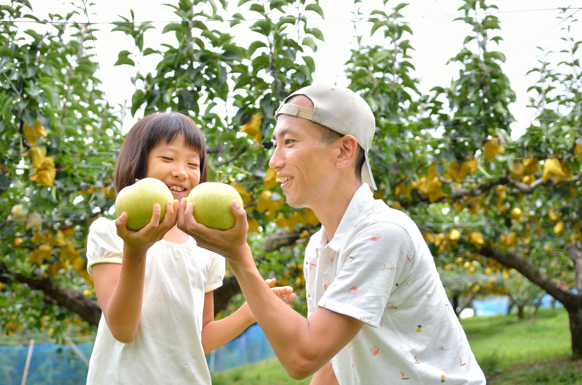 A parent and child picking large pears