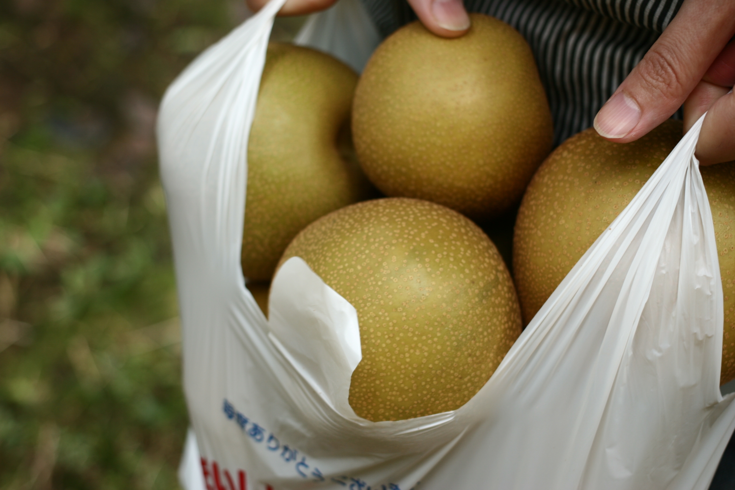 A bag full of Japanese pears