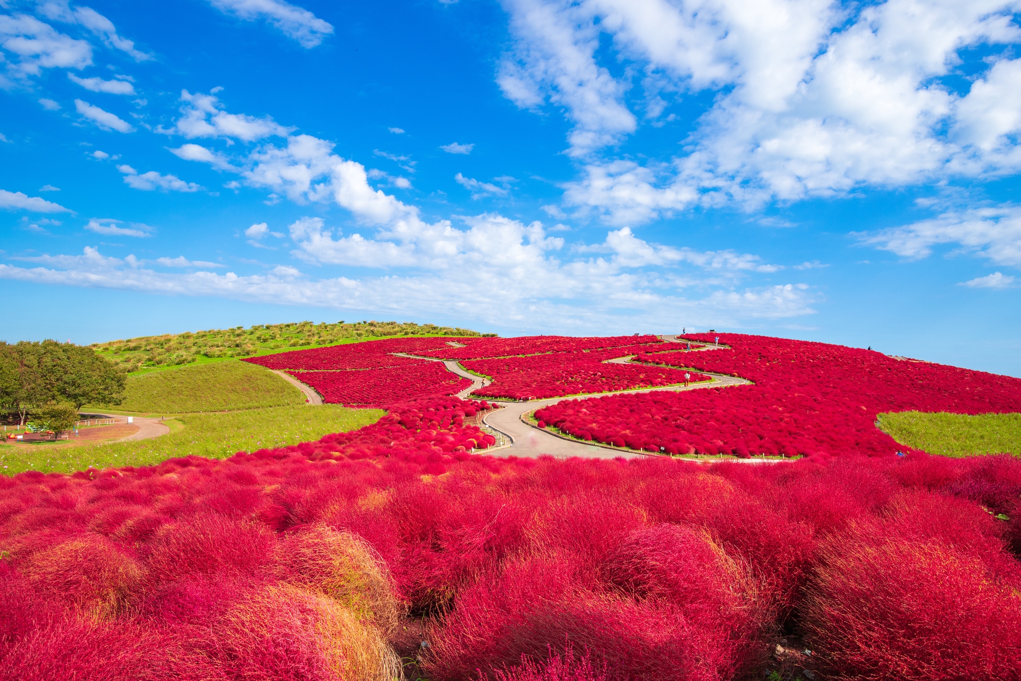 Hillside covered in bright red kochia plants