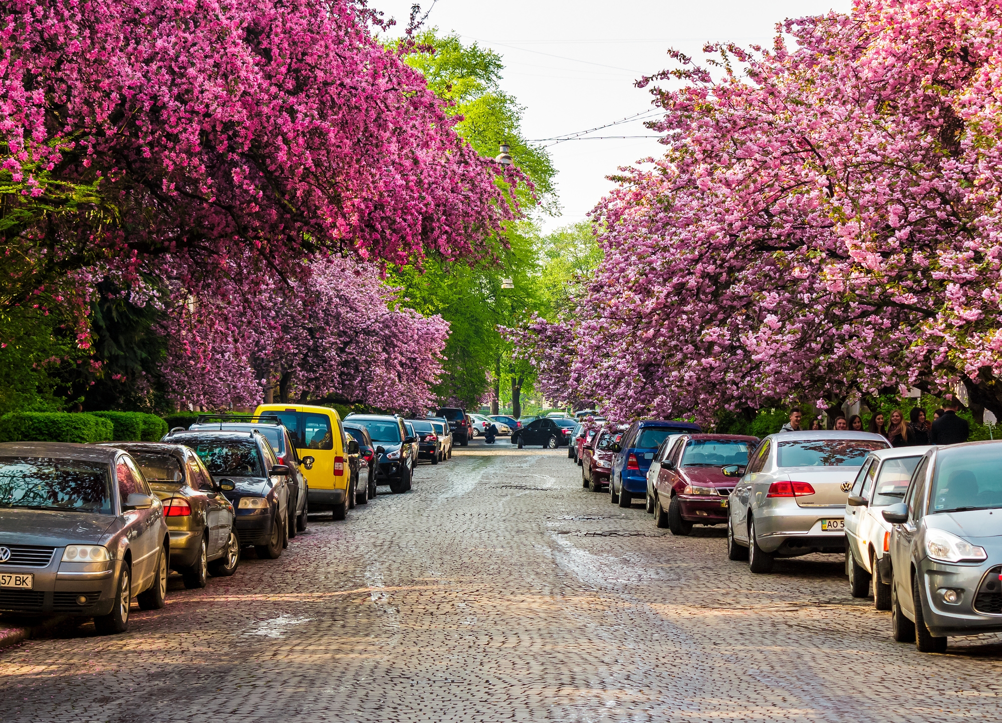 Sakura trees lining the street in Uzhgorod, Ukraine