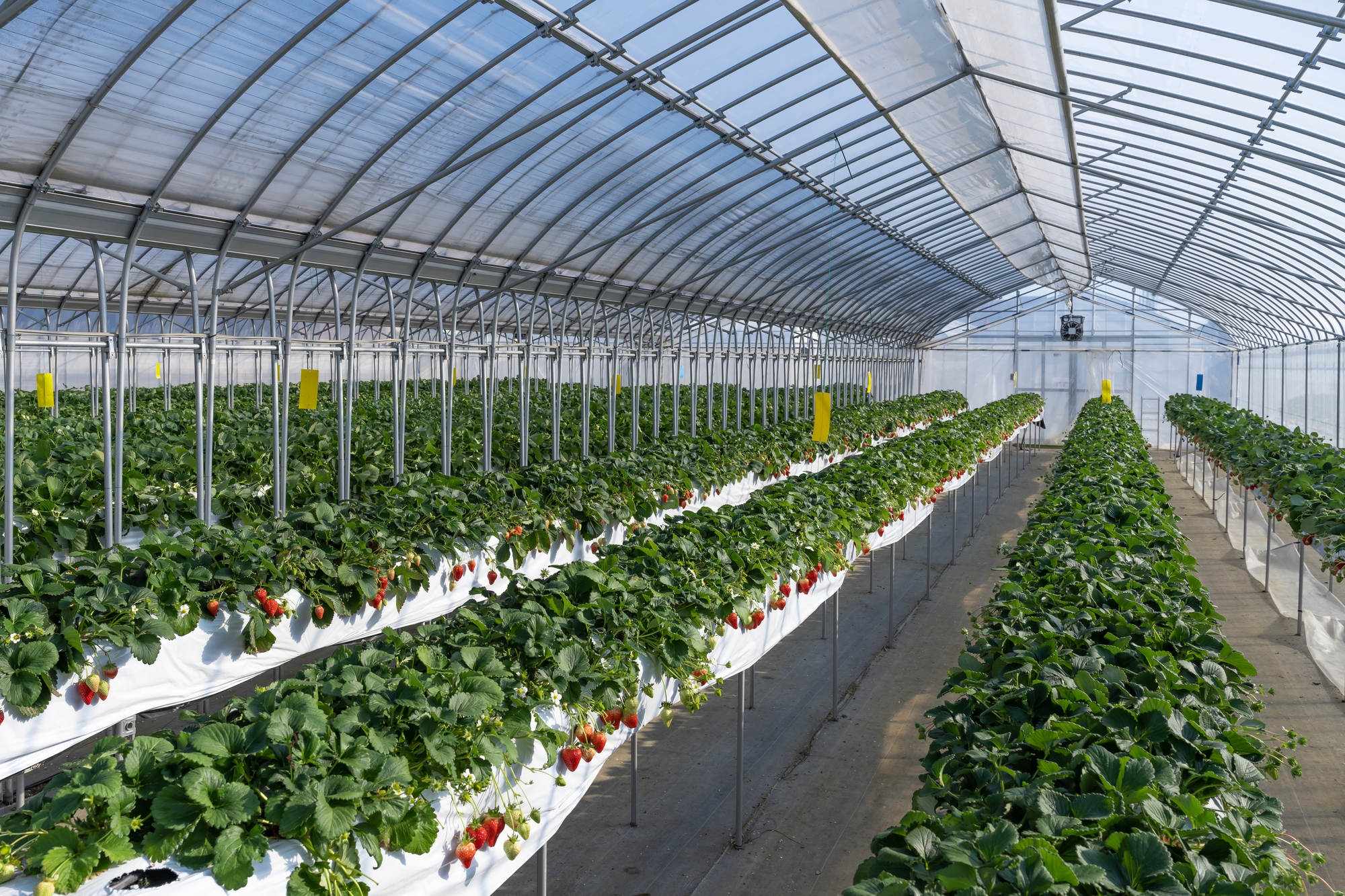 A large greenhouse filled with strawberry plants