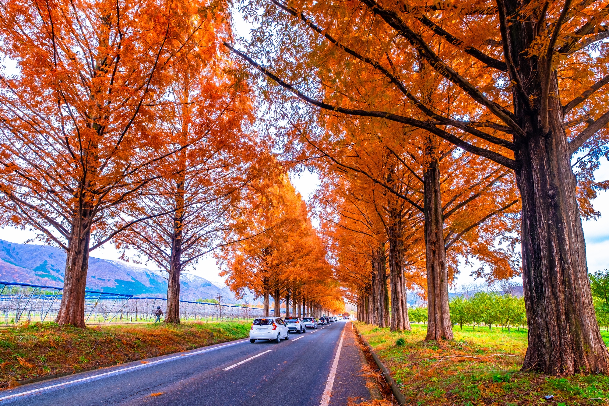 A rural highway lined with trees with bright orange leave