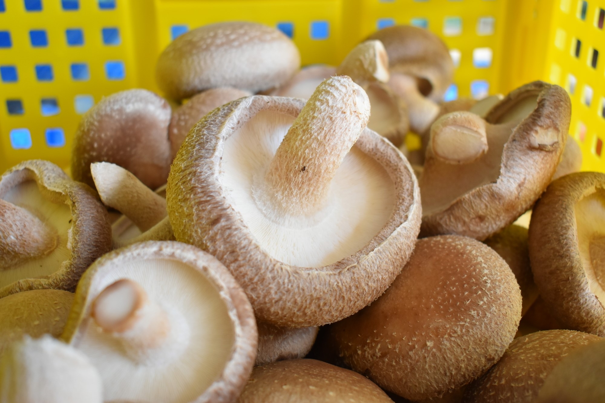 Mushrooms grown in Shimokawa-cho