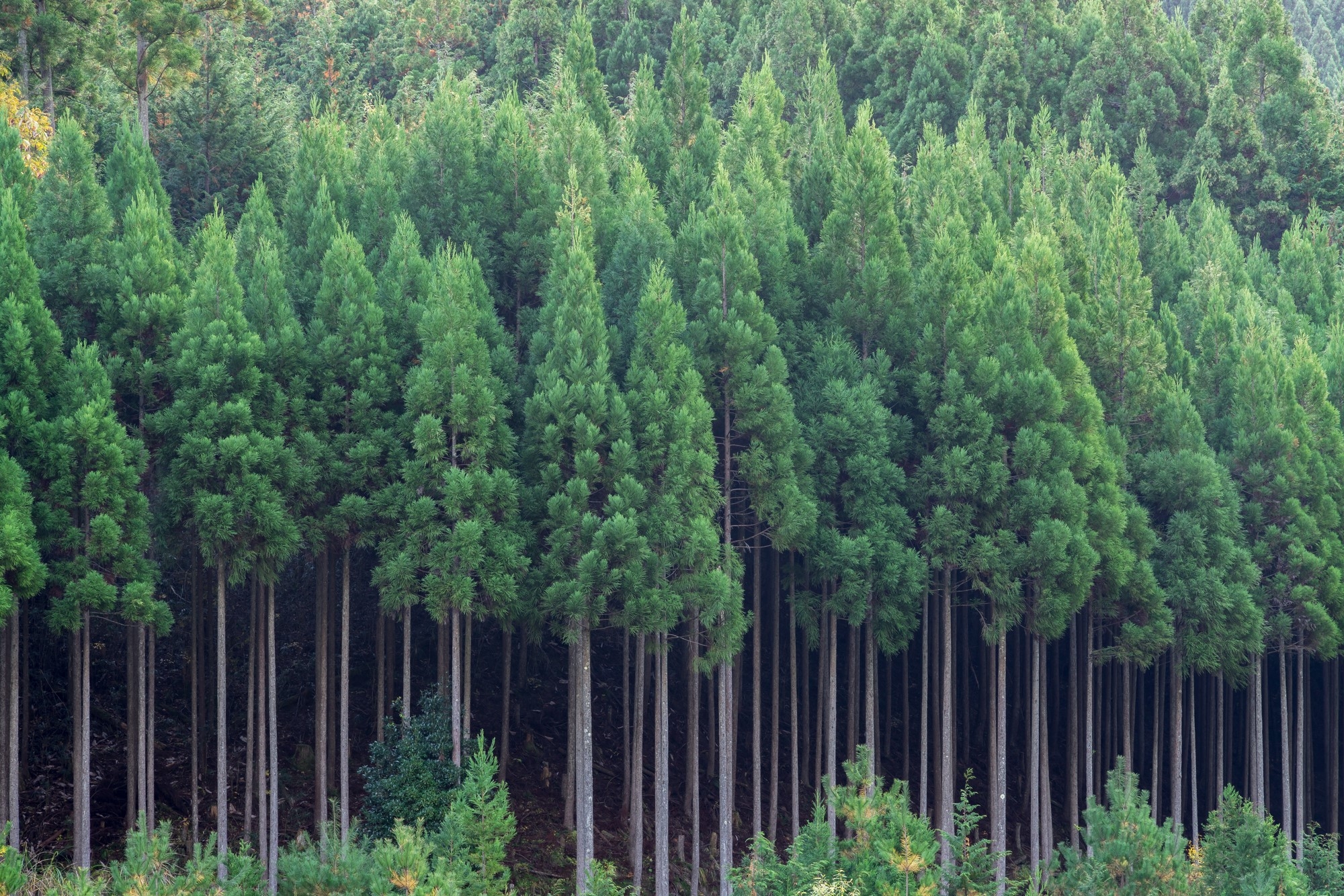 A dense stand of forest trees