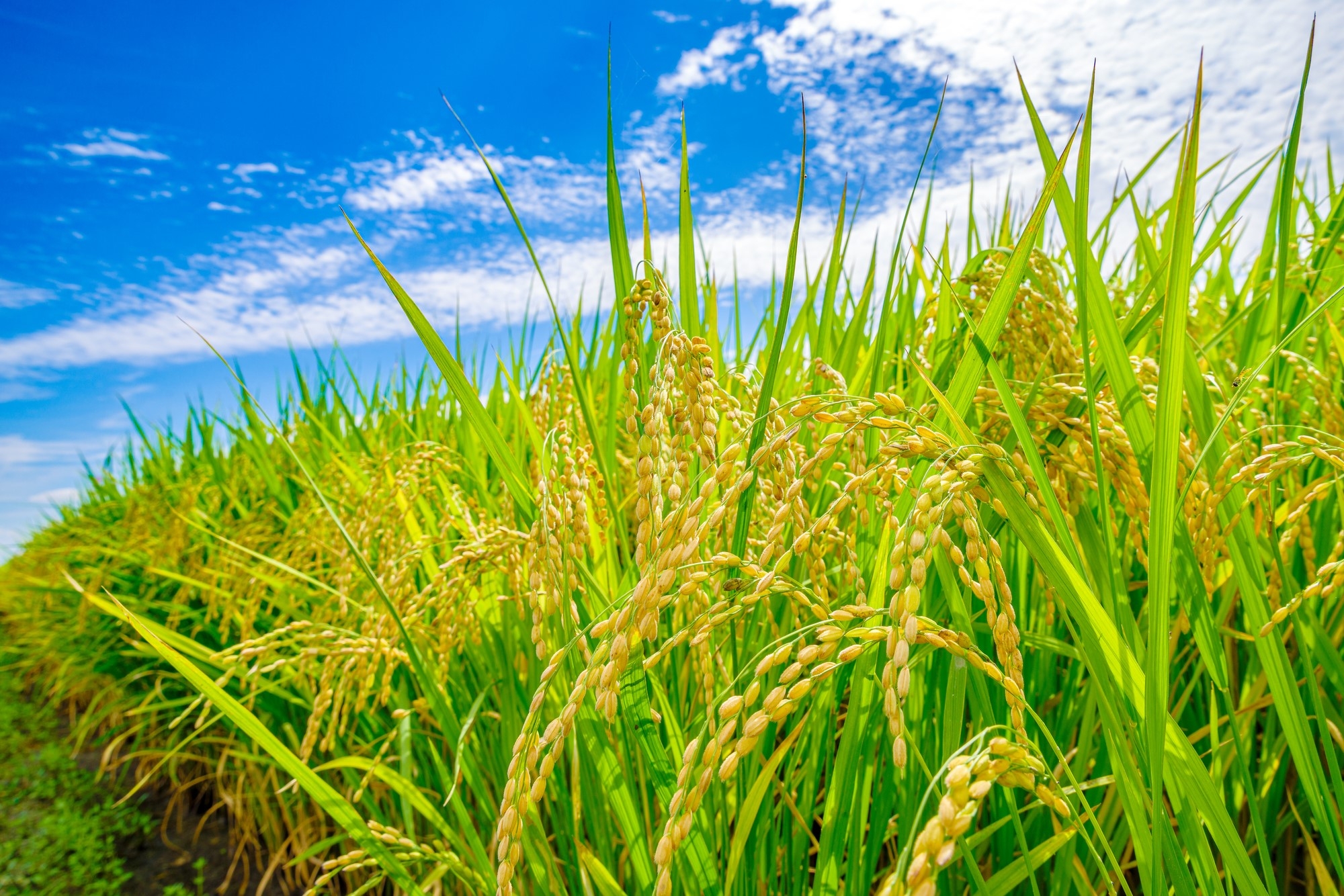 A close-up of rice plants, ready to be harvested