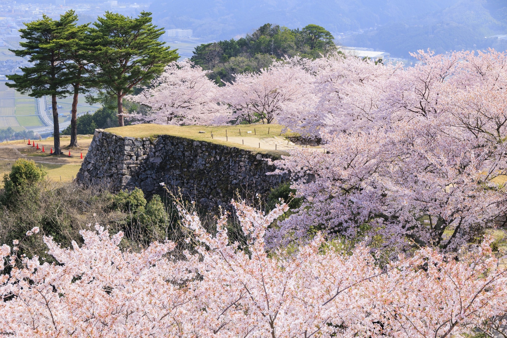 Cherry trees in bloom around Takeda Castle