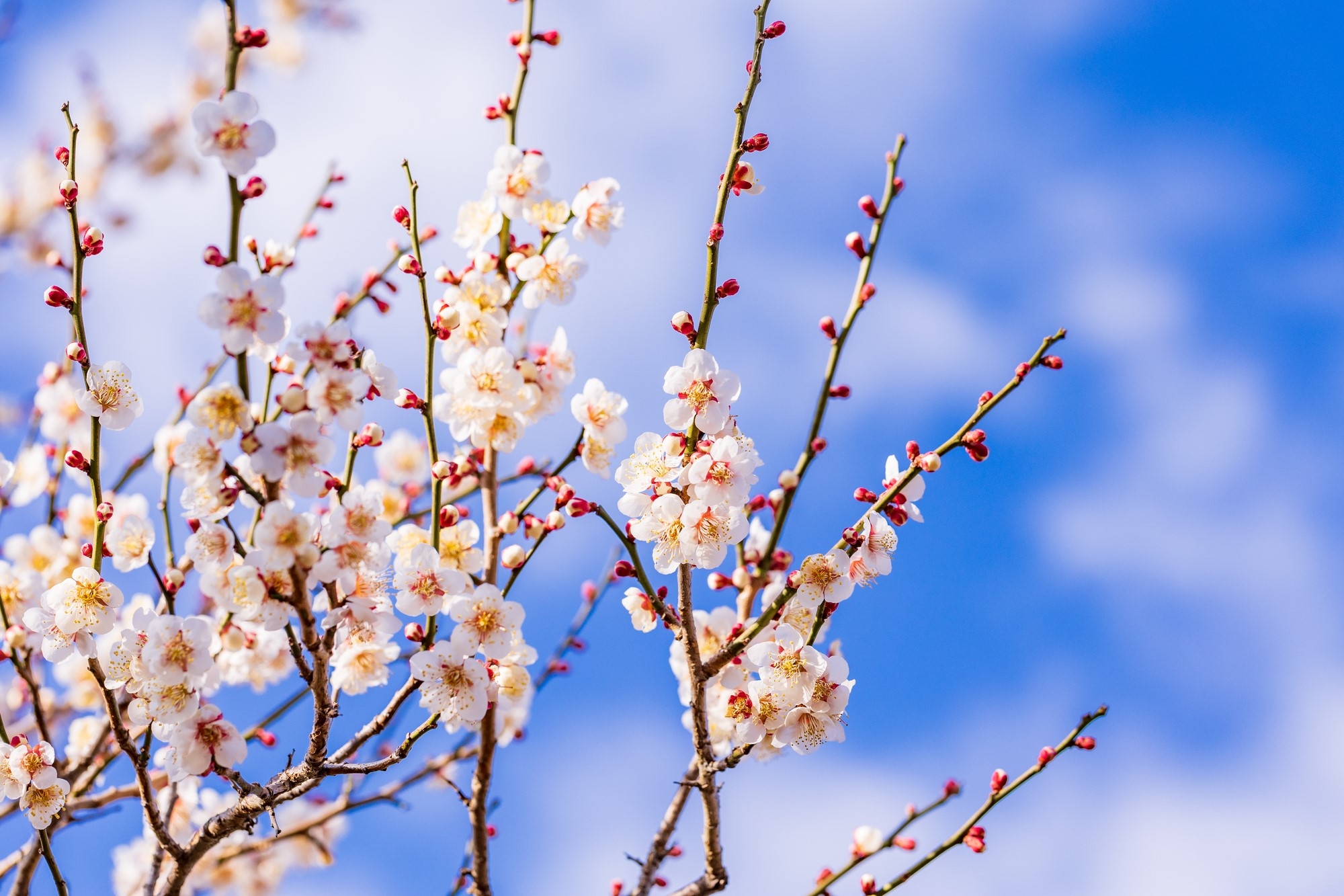 The Top 5 Places To See Plum Blossoms In Japan Japan Up Close