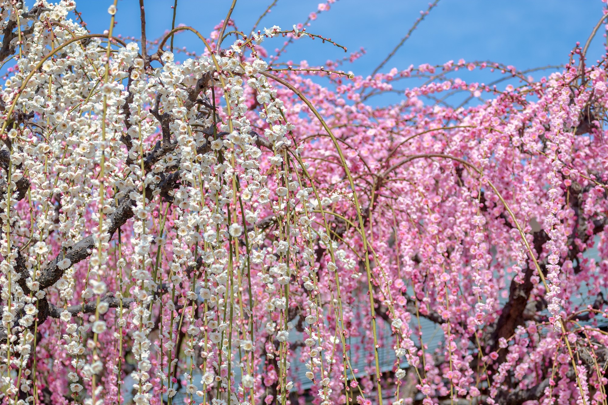 Pink and white ume trees