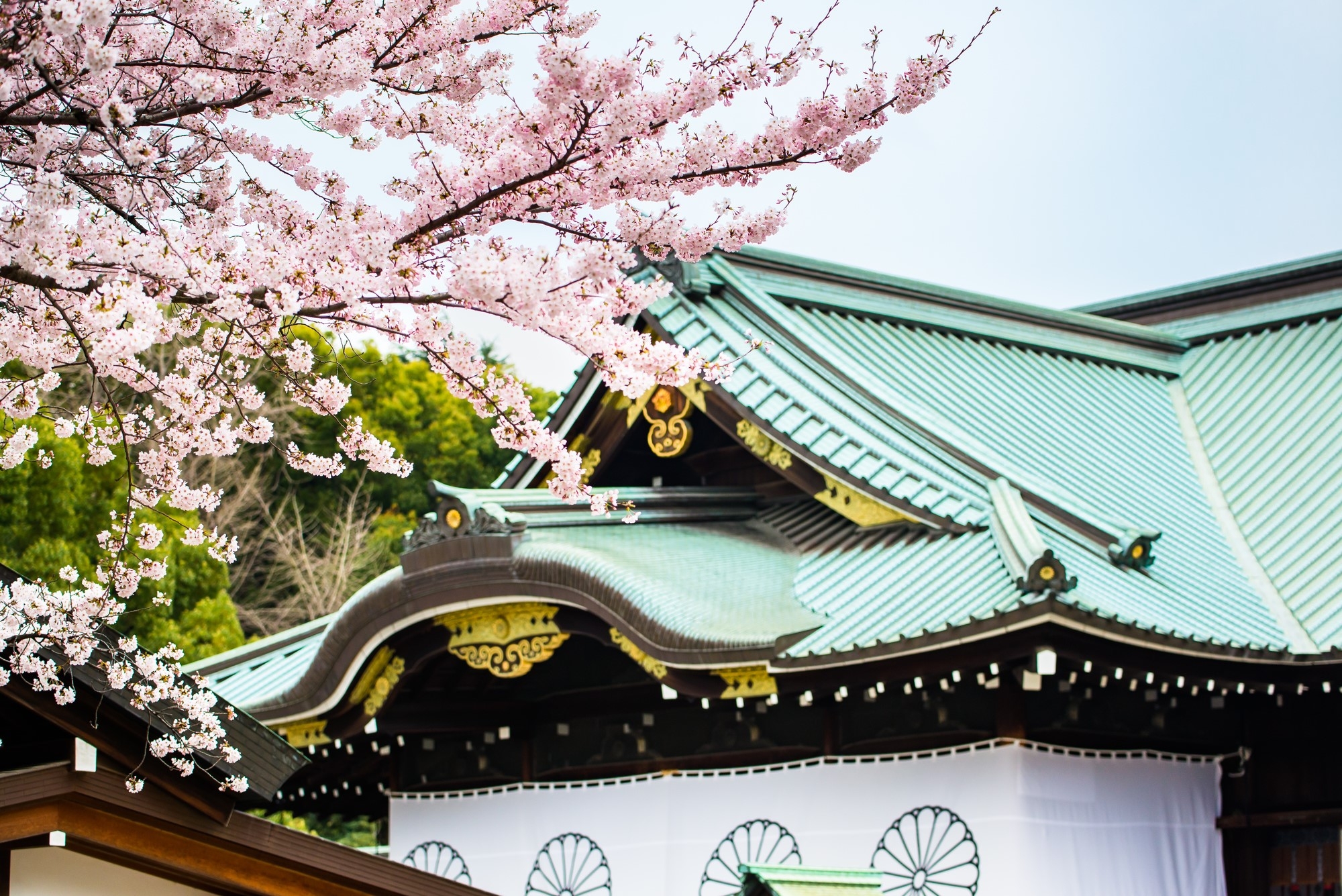 Cherry tree at Yaskuni Shrine in Tokyo  