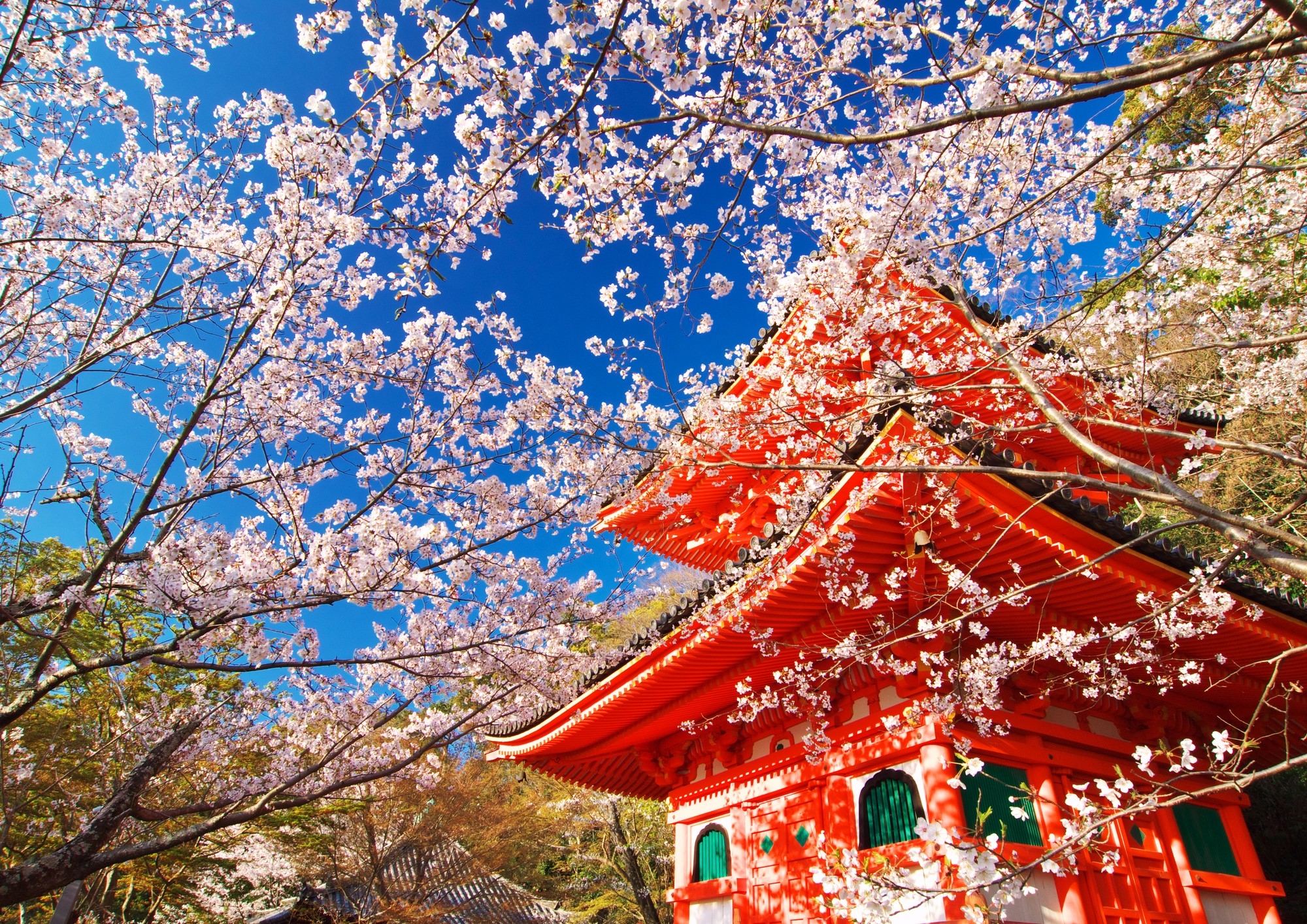 Cherry tree in front of the brightly colored Kimiidera Temple in Wakayama 