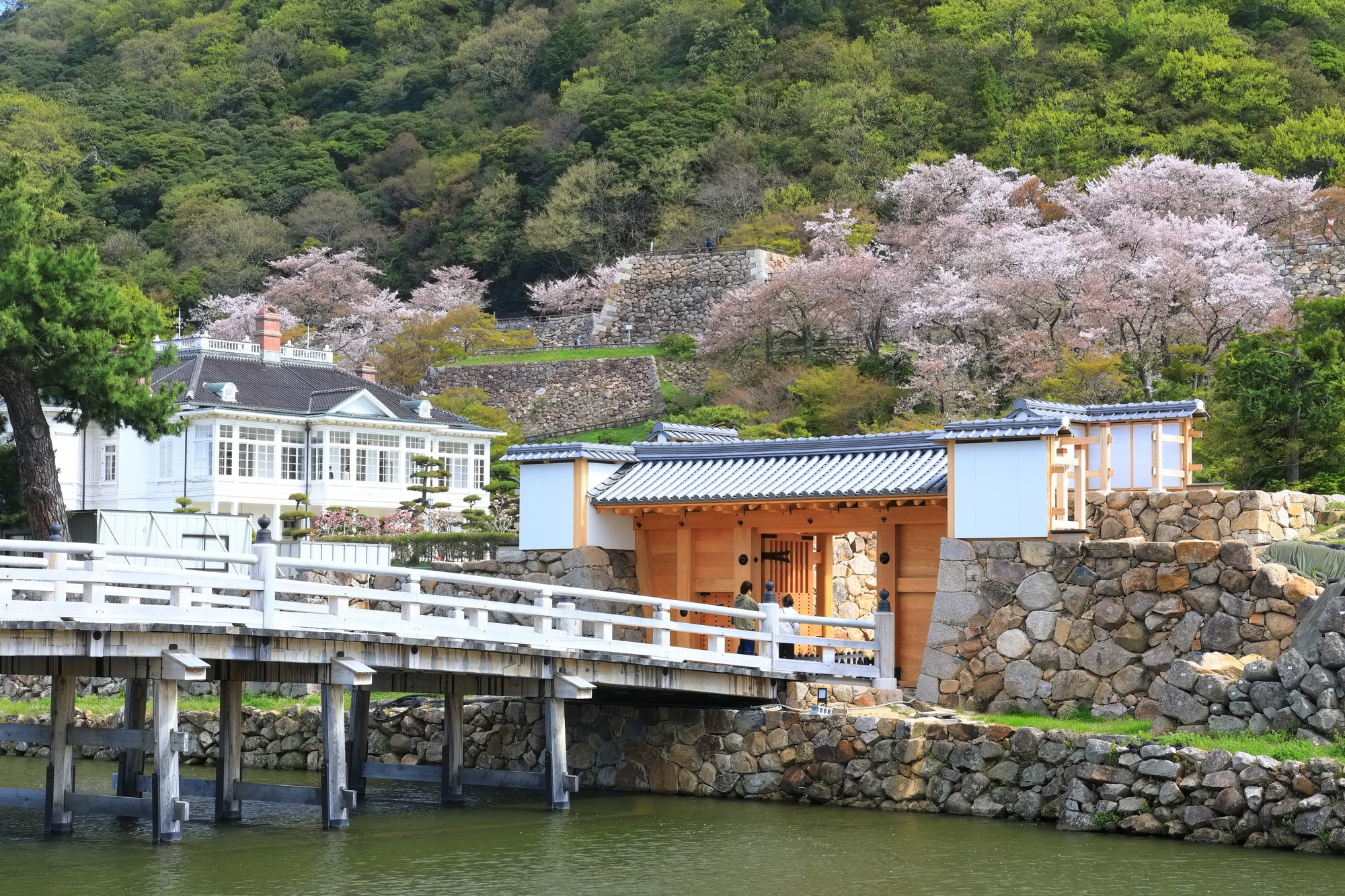 Cherry trees near a river in Kyusho Park in Tottori Prefecture 