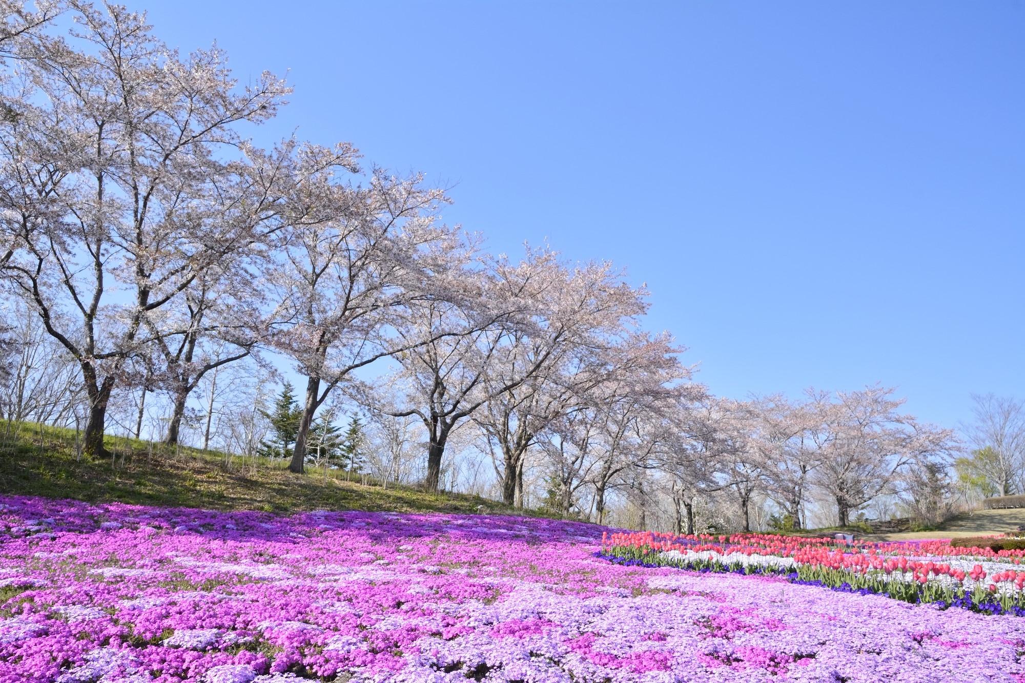 Tall cherry trees on a hillside over bright purple flowers on the ground