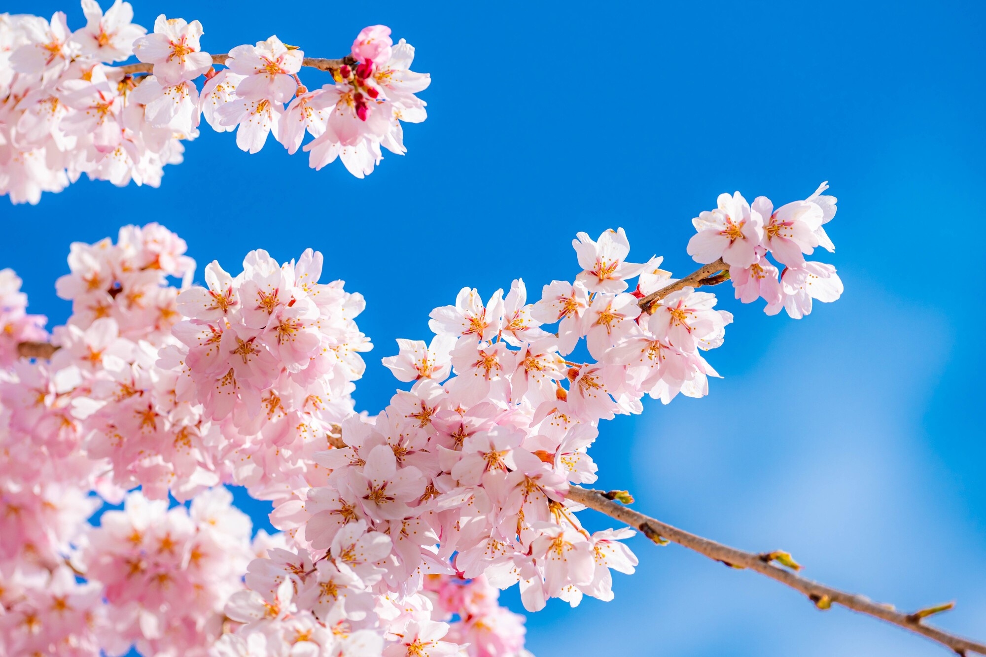 Close up of cherry blossoms against blue sky