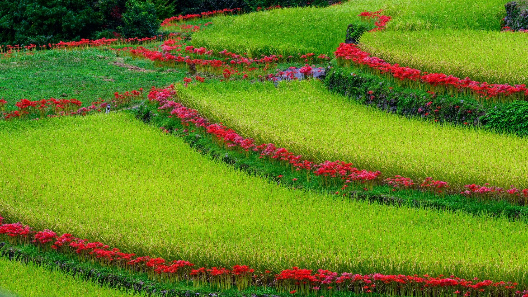 Cluster amaryllis blooming near rice terraces