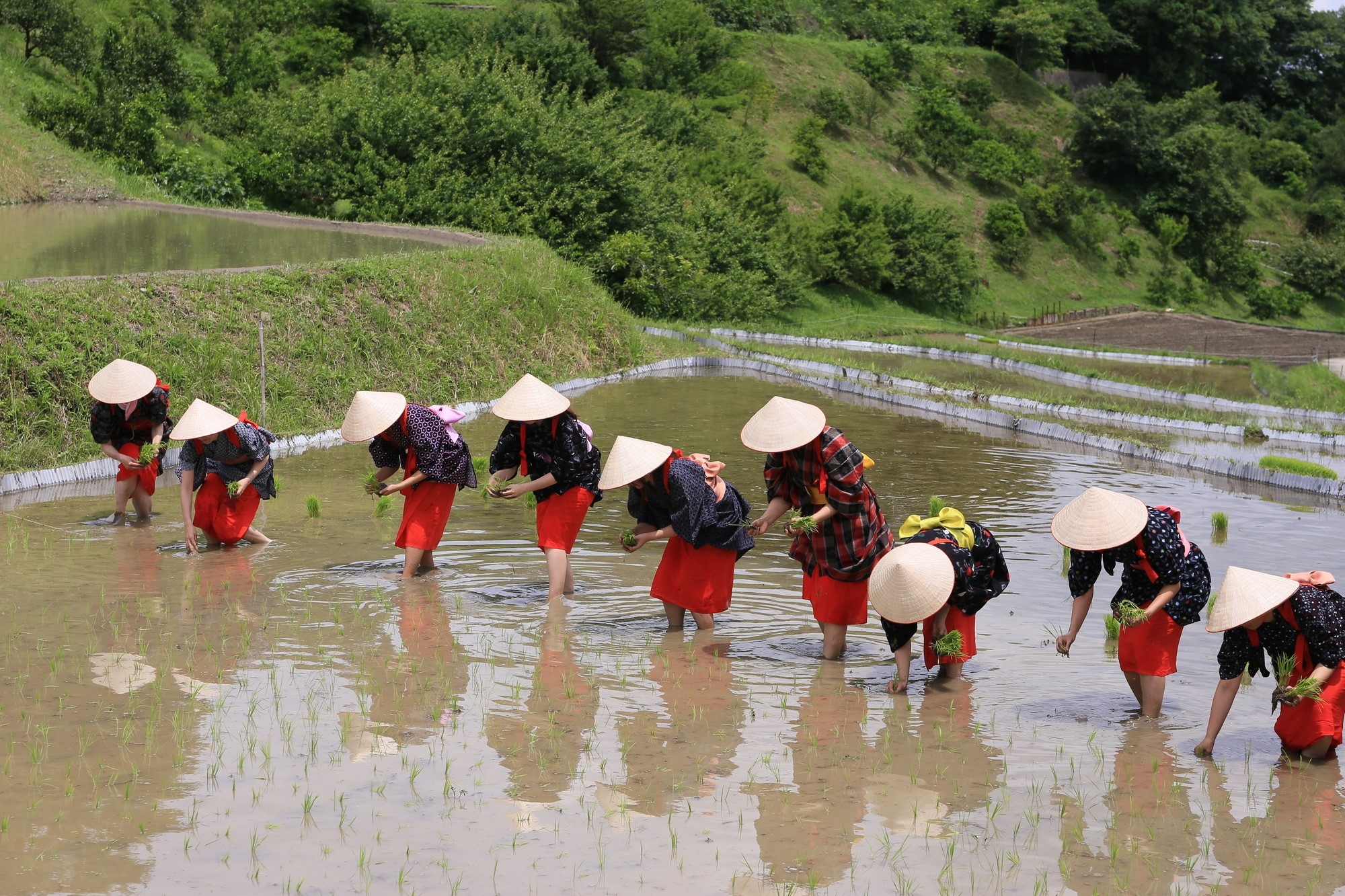 Women planting rice