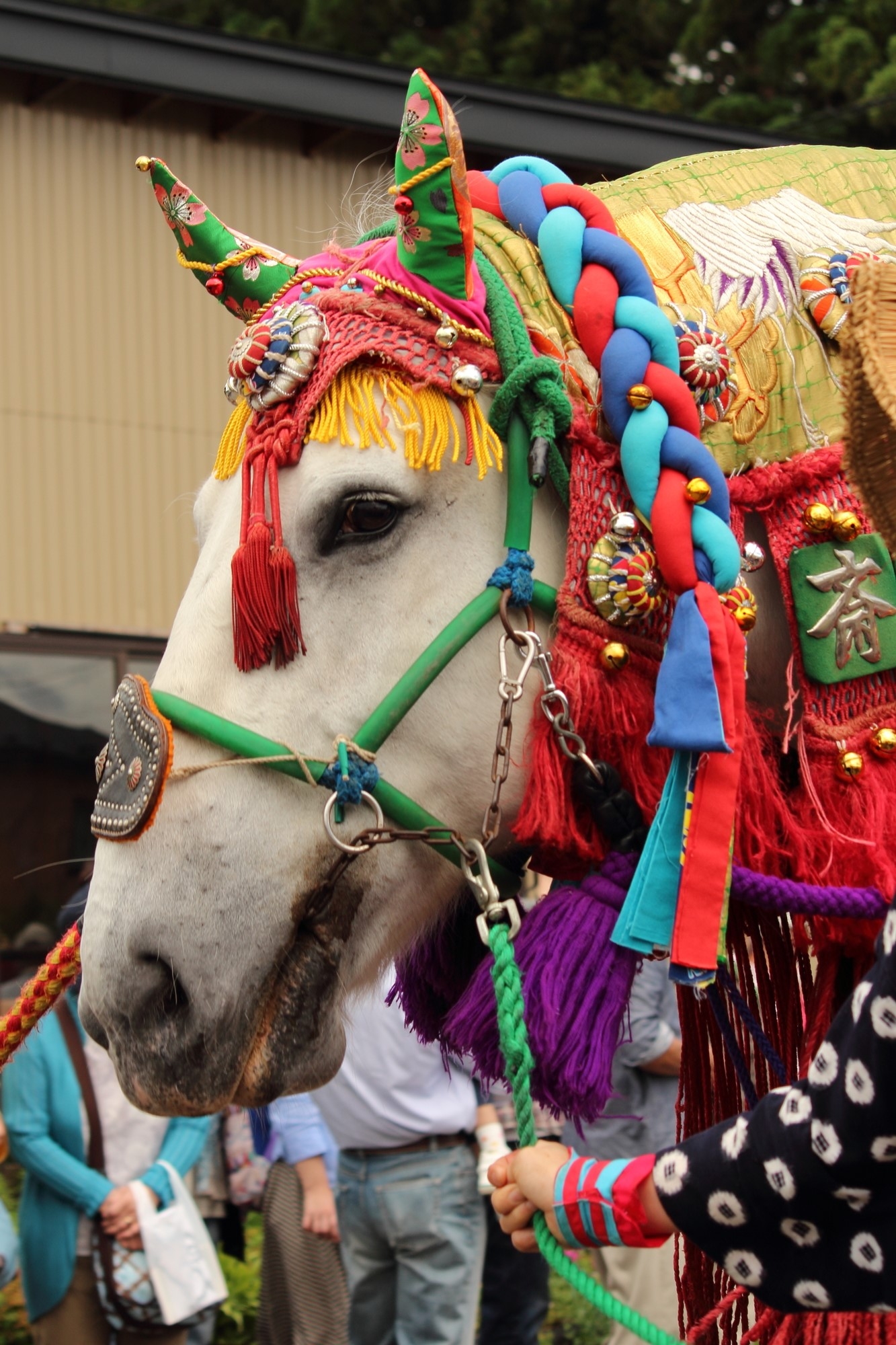 Face of decorated white horse