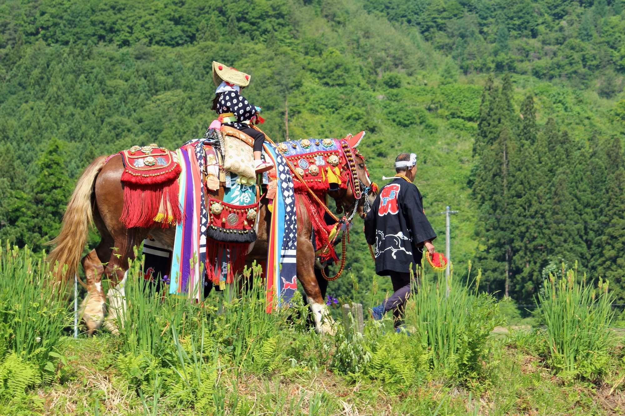 A colorfully decorated horse walking 