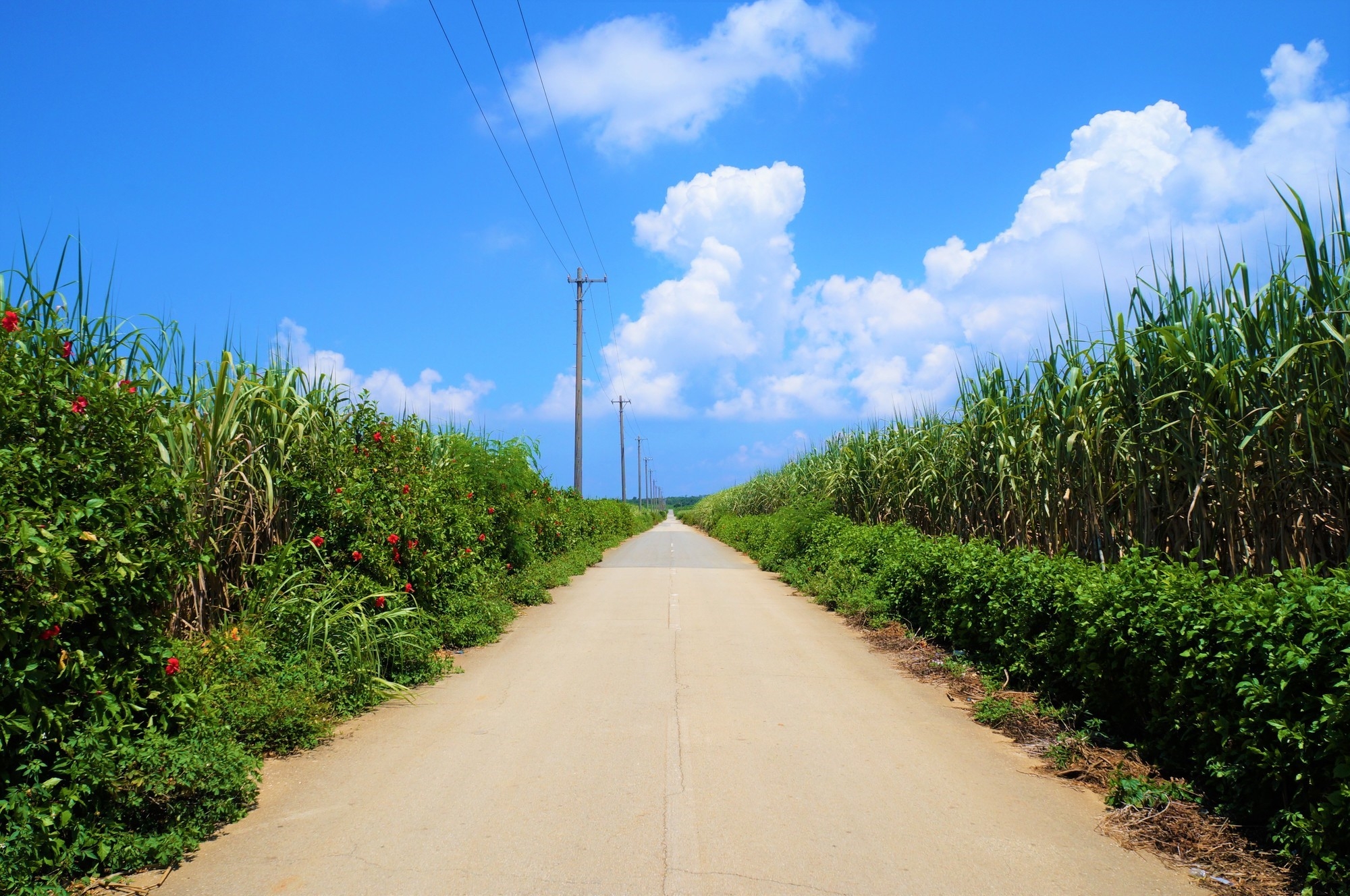 A road in the middle of sugarcane fields