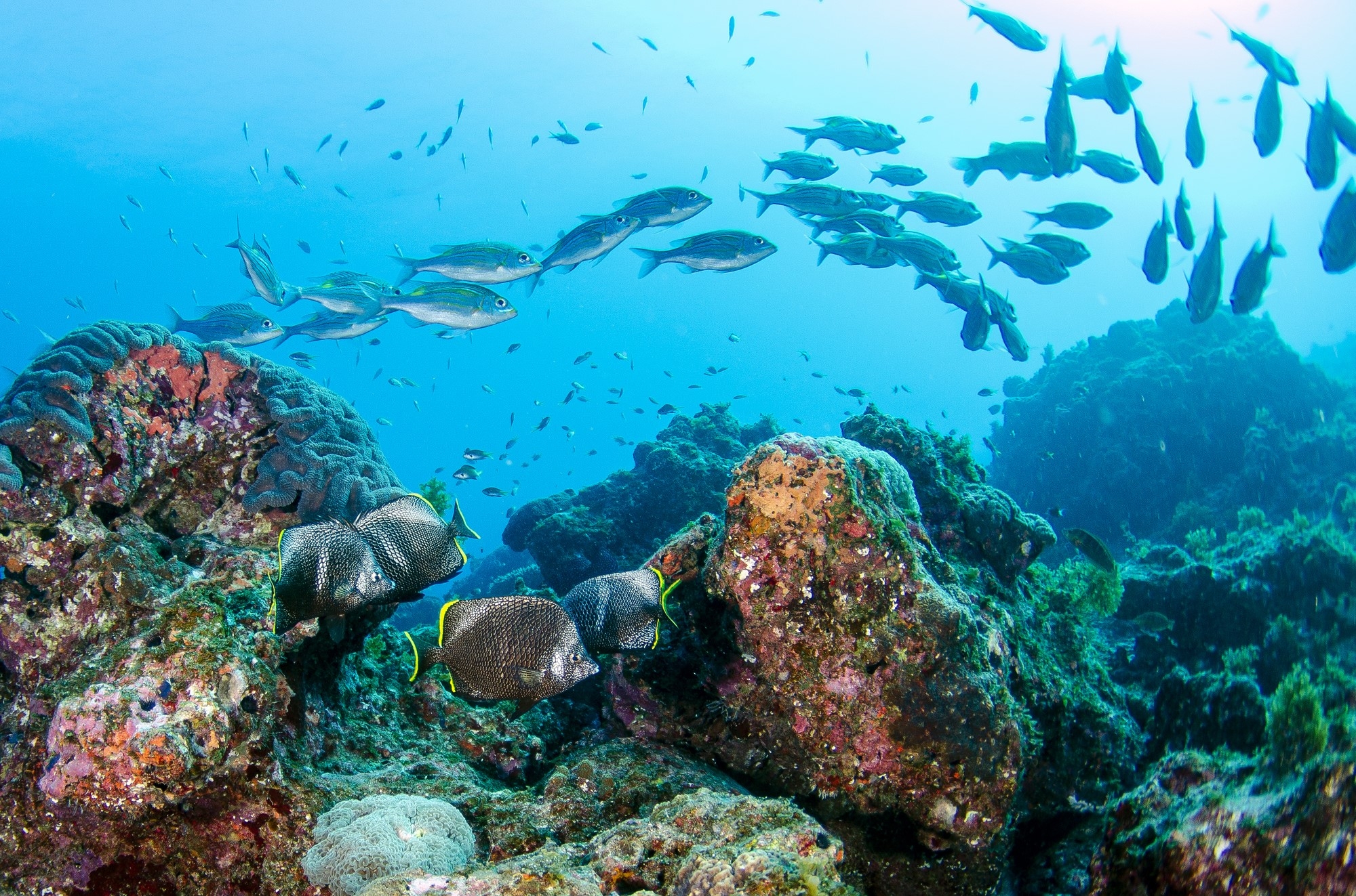 Colorful fish swimming under the sea.