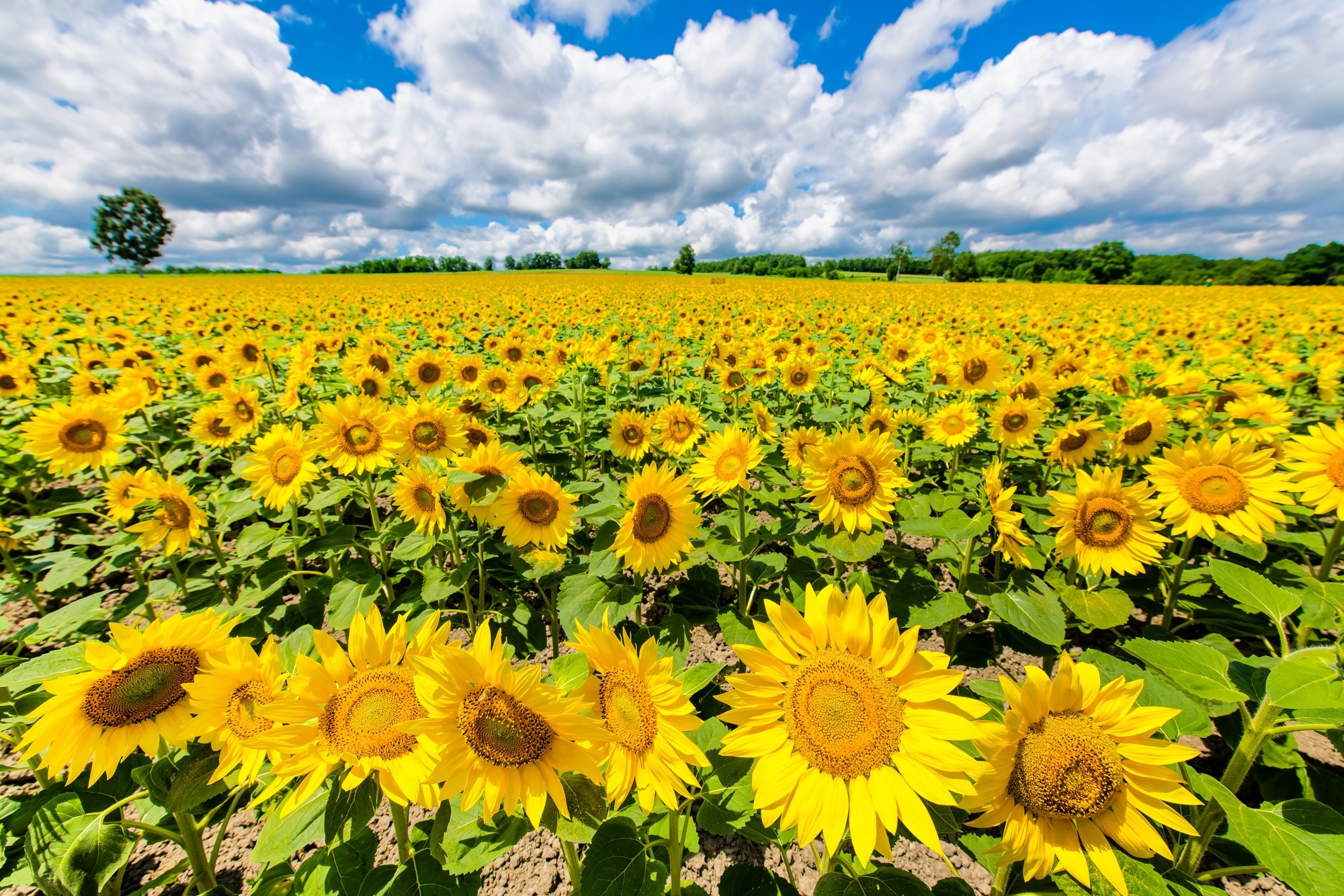 Sunflower blooming in the field