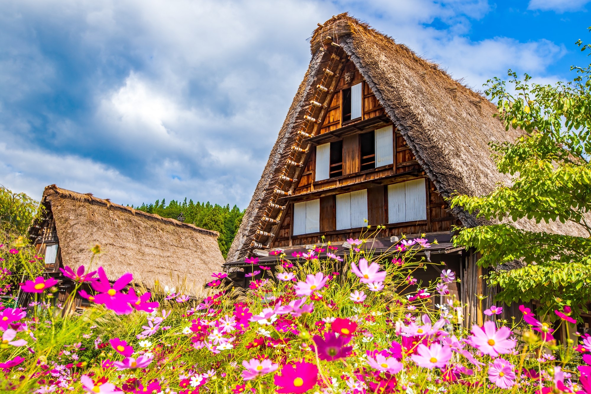 Cosmos blooming in front of a thatched roof house in Shirakawa Village