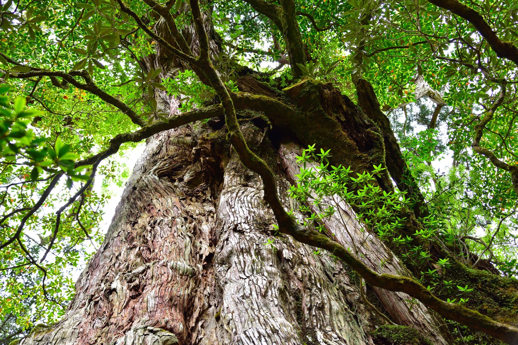 A huge Yakusugi