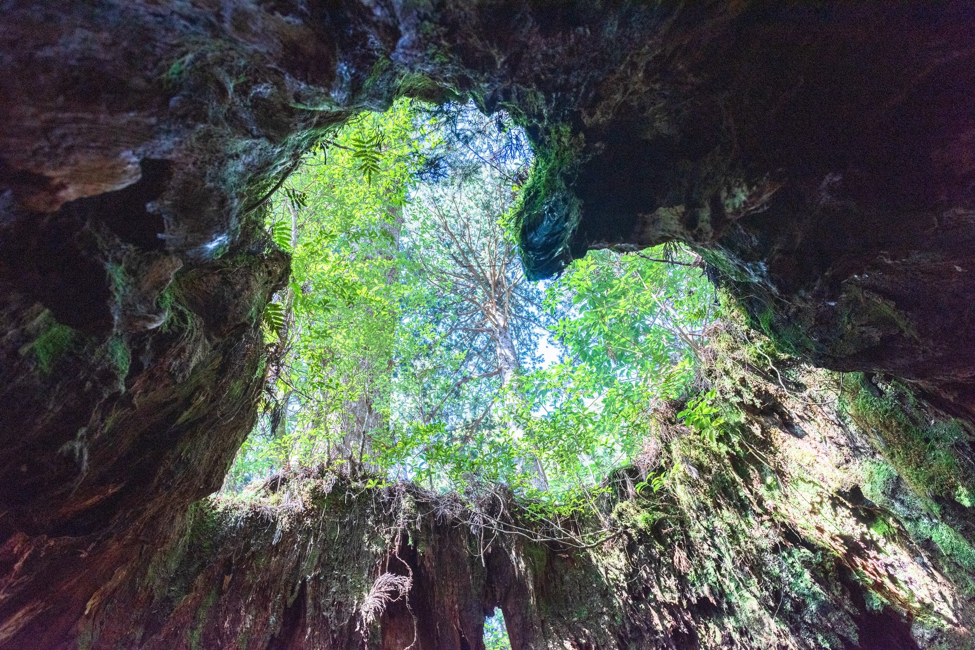 A tree with a heart-shaped cavity