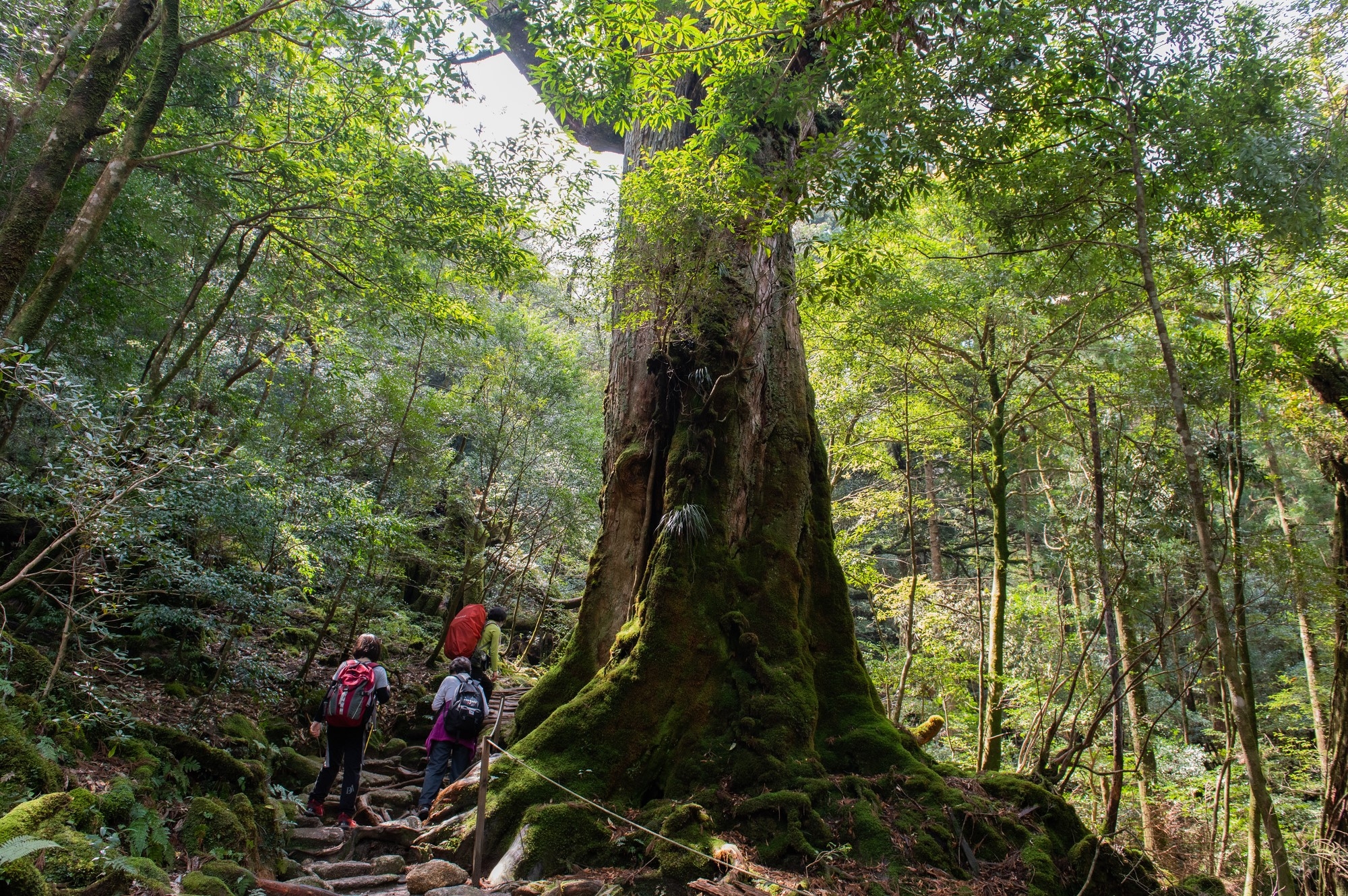 People passing by a big tree in the forest