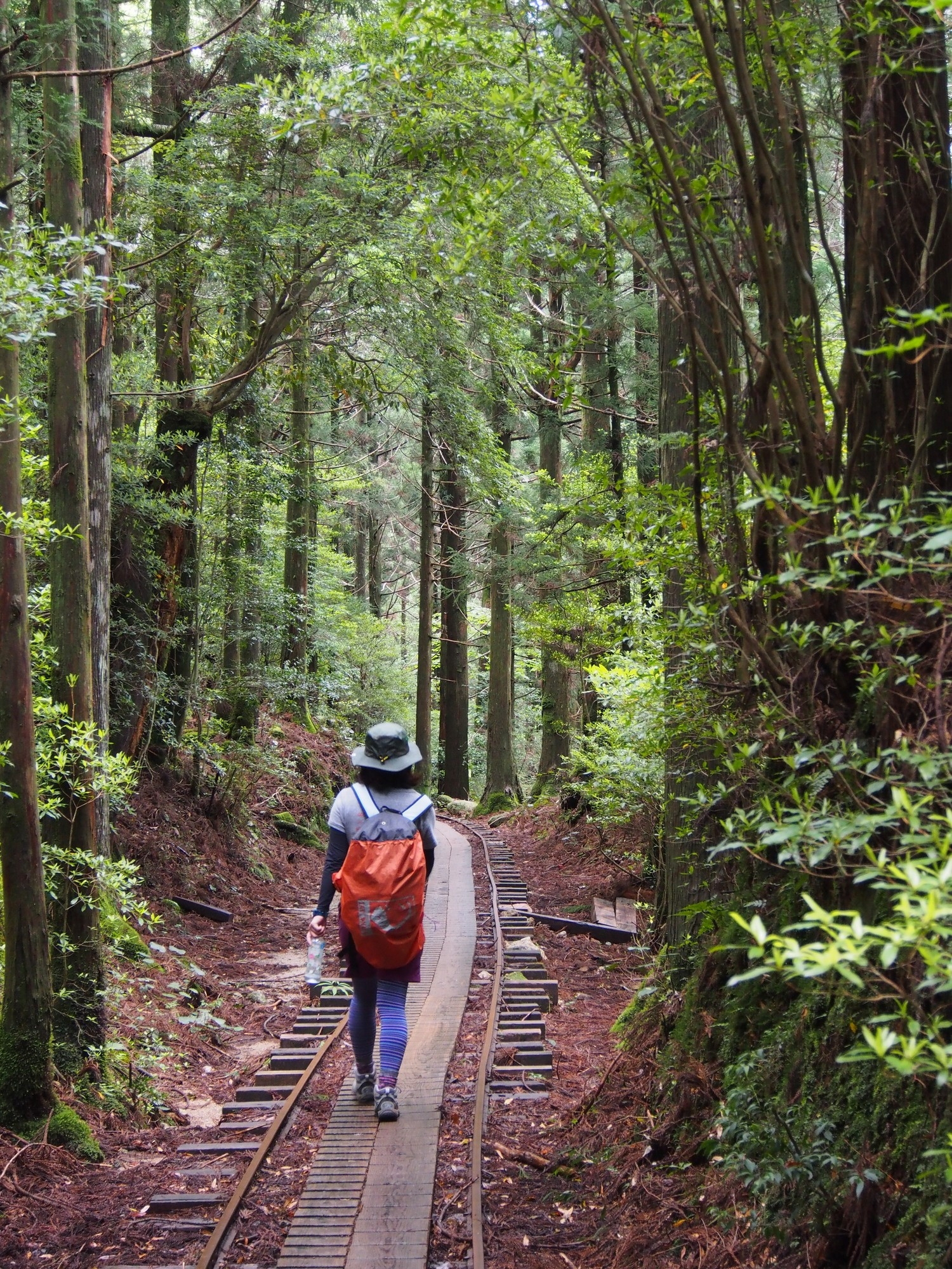 A woman walking in the forest