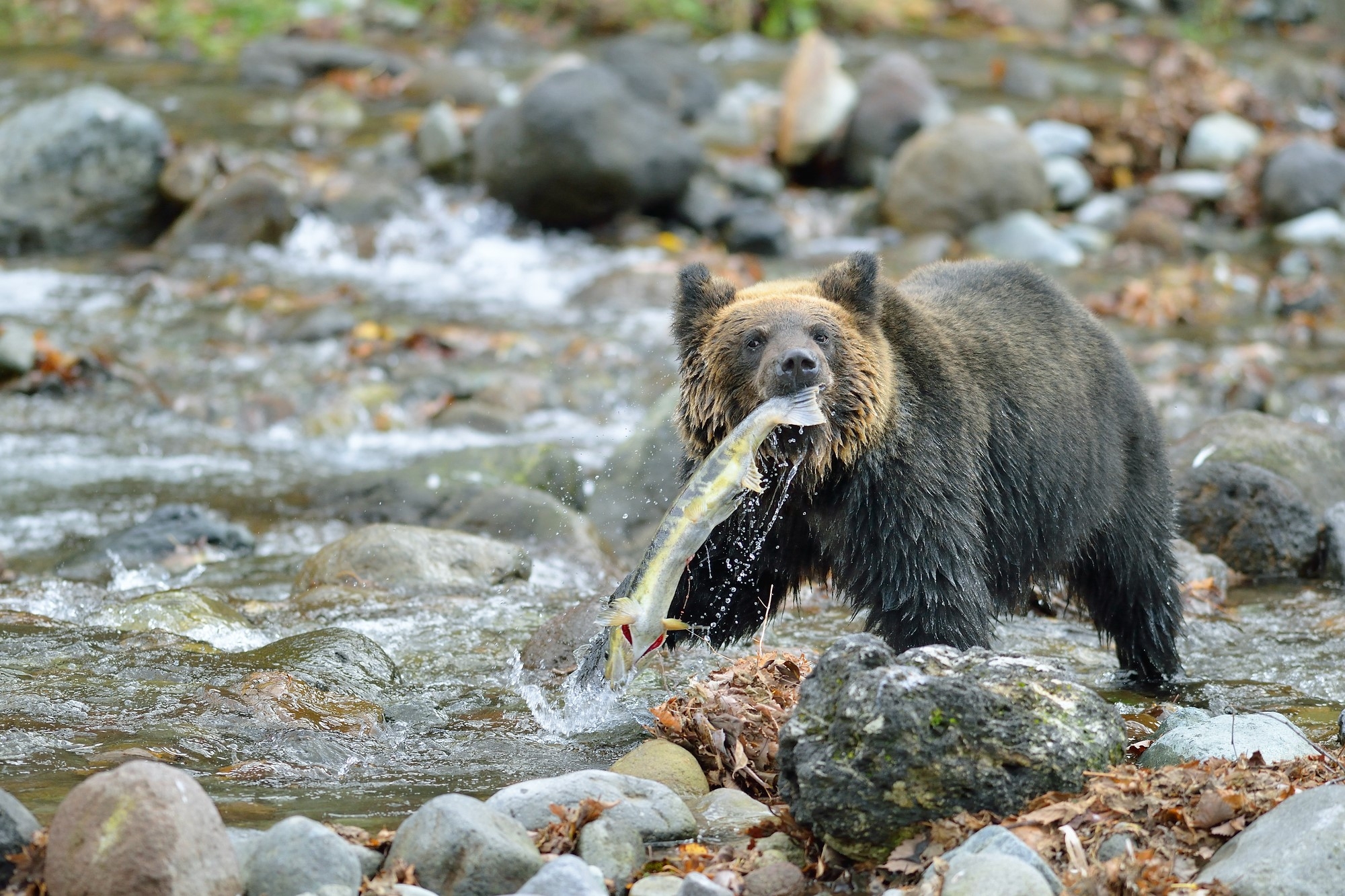 A brown bear holding a fish in the river 